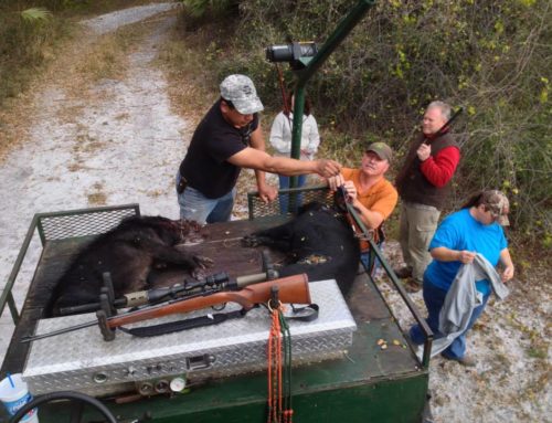 February Hog Hunt – Florida